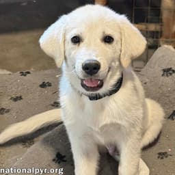 Boreas In Oh - Loves Belly Rubs image 1
