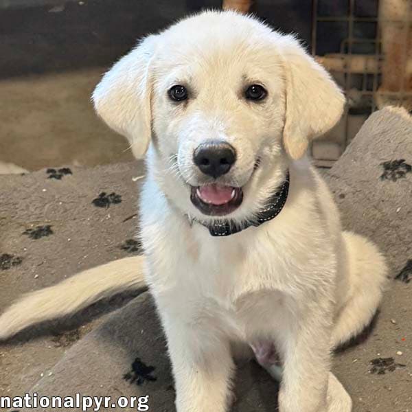 Boreas In Oh - Loves Belly Rubs - Great Pyrenees