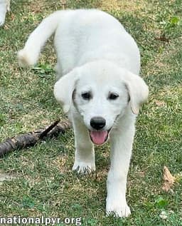 Boreas In Oh - Loves Belly Rubs image 2