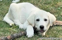 Boreas In Oh - Loves Belly Rubs image 3