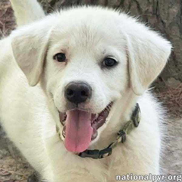 Argos In Oh - Confident Silly  Sweet - Great Pyrenees