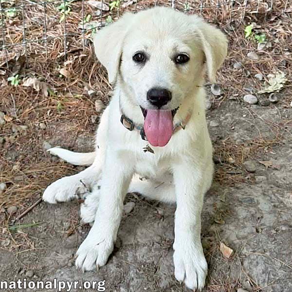 Rhea In Oh - People-Loving Explorer - Great Pyrenees