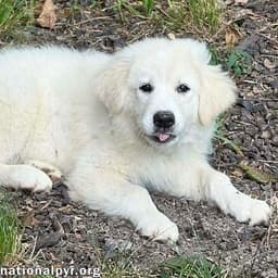 Skadi In Oh - Curious  Playful image 1