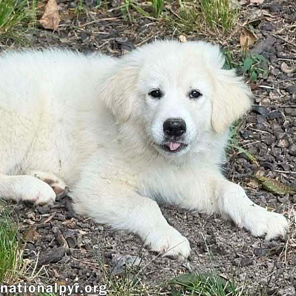 Skadi In Oh - Curious  Playful - Great Pyrenees
