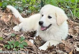 Skadi In Oh - Curious  Playful image 2