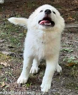 Skadi In Oh - Curious  Playful image 3