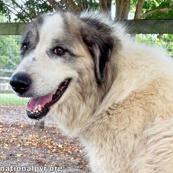 Freya In Ga - Sweet Girl With An Old Soul - Great Pyrenees