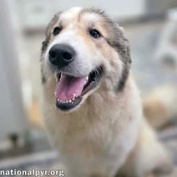 Daisy In Nc - Happy-Go-Lucky Gal image 1