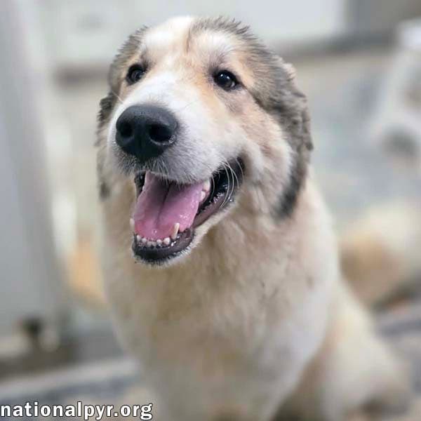Daisy In Nc - Happy-Go-Lucky Gal - Great Pyrenees