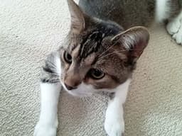 Frankie image 1
