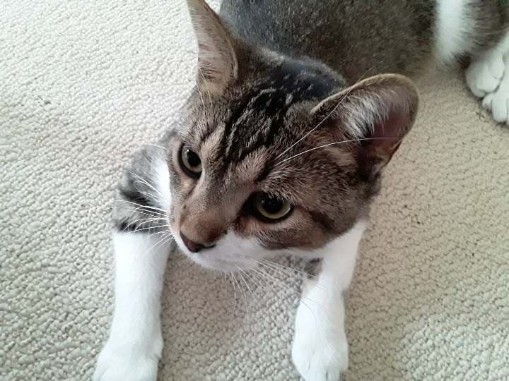 Frankie - Domestic Medium Hair