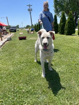 Toby image 4