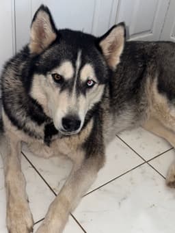 Pablo image 2