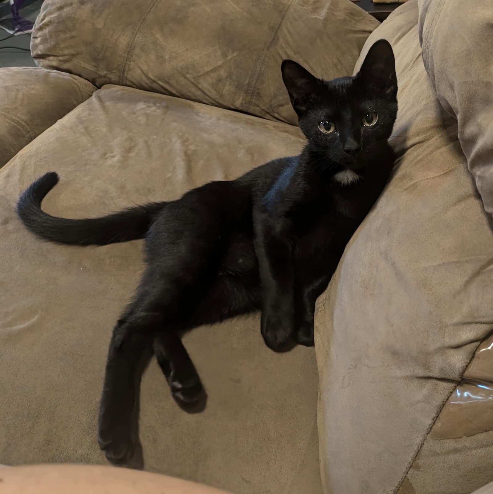 Spike - Domestic Short Hair