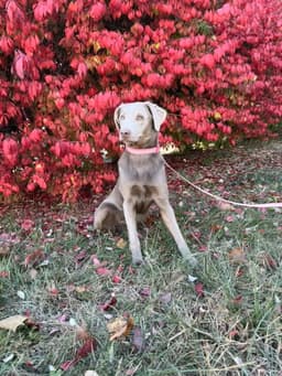 Smoky Also Known As Elsa image 3