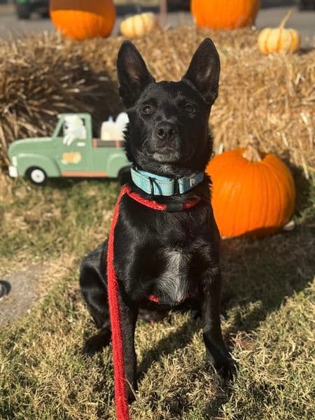 Donnie - Australian Cattle Dog/Blue Heeler