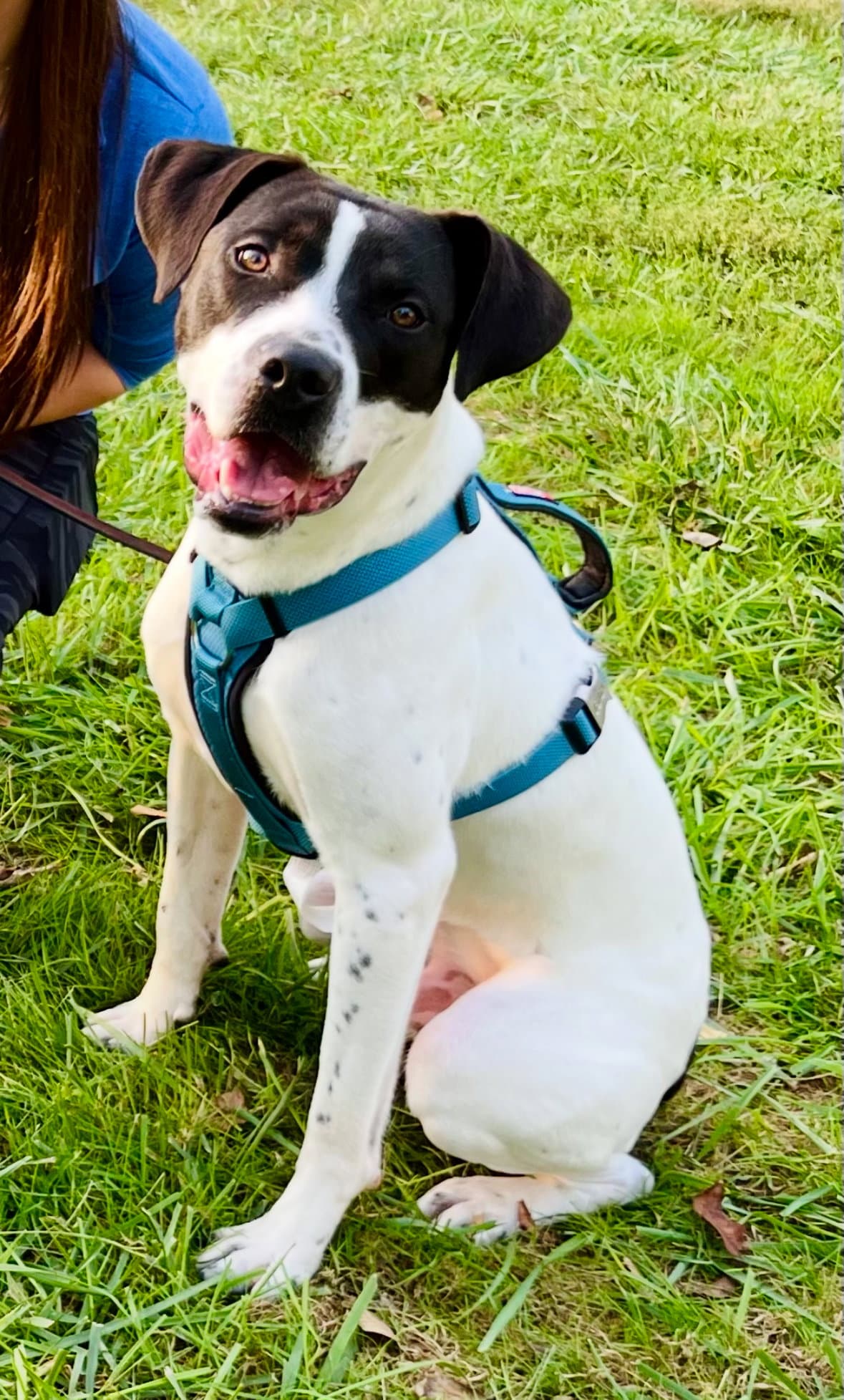 Charlie - Boxer