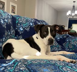 Charlie image 2