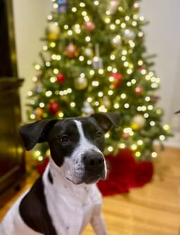 Charlie image 4