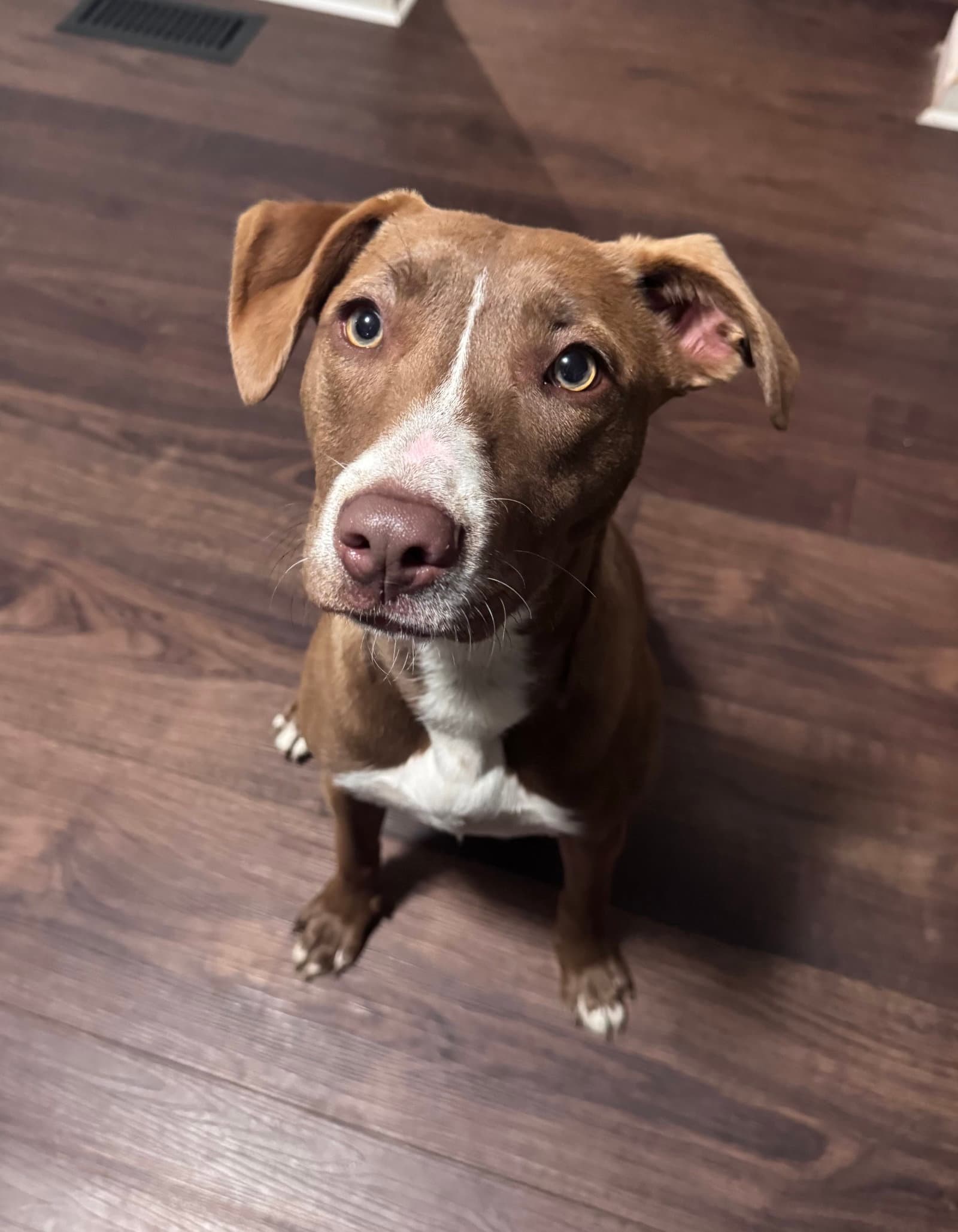 Kiwi - Weimaraner