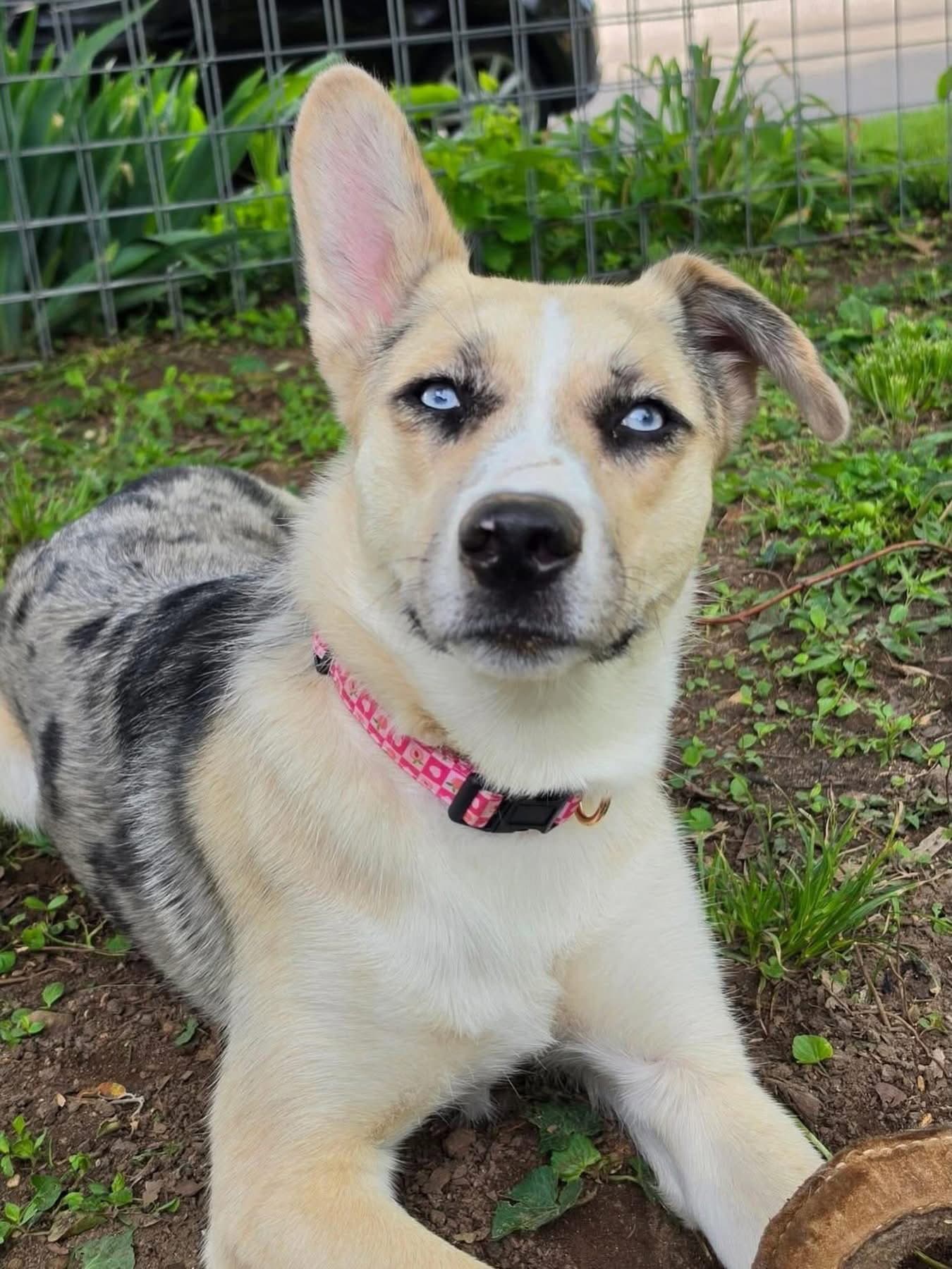 Flora - Red Heeler