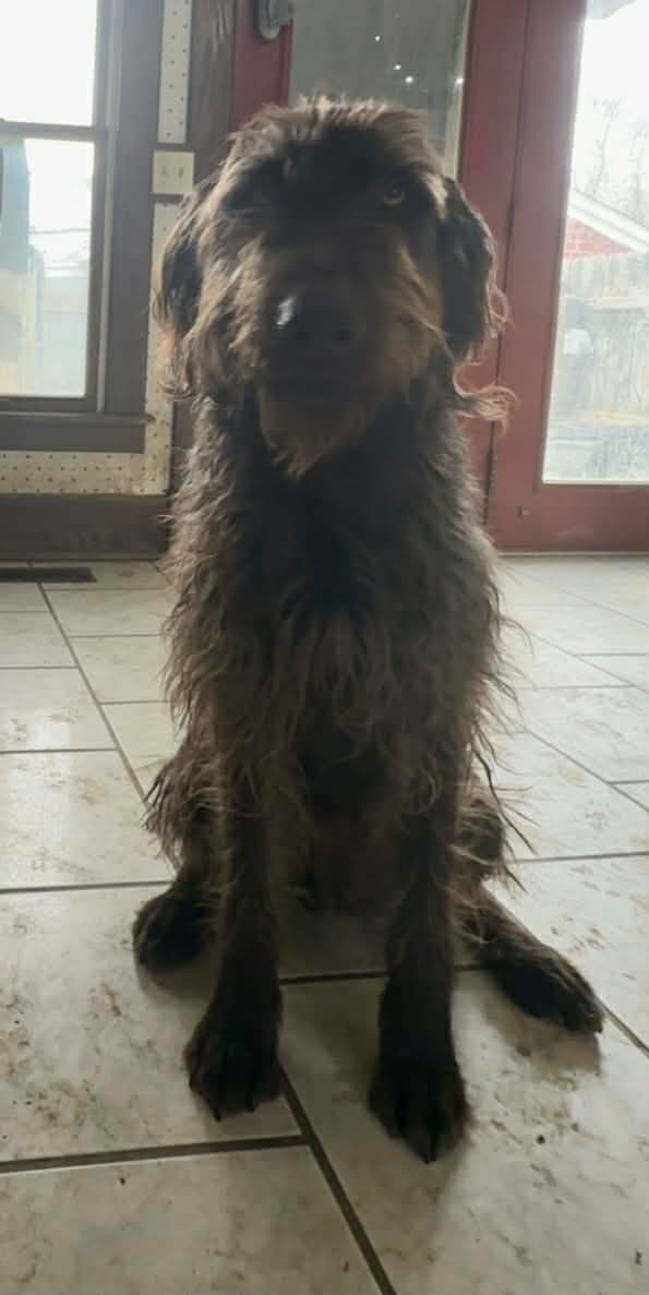 Leroy - Labrador Retriever