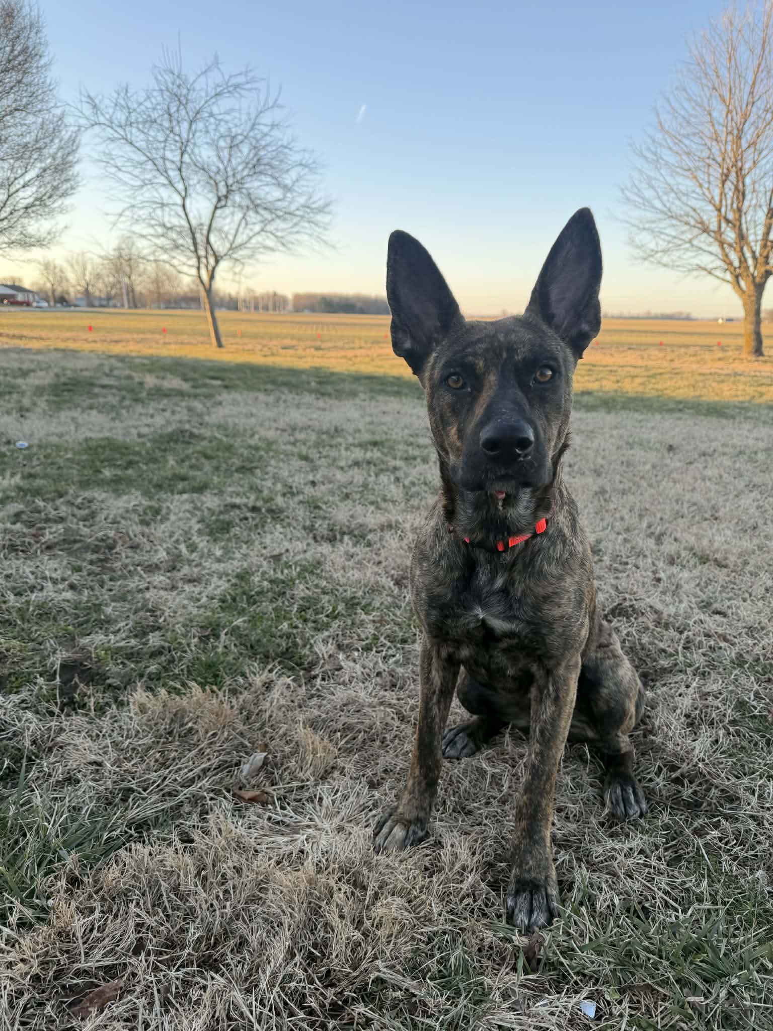 Coy - Dutch Shepherd