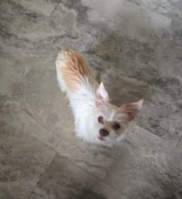 Gwen image 3