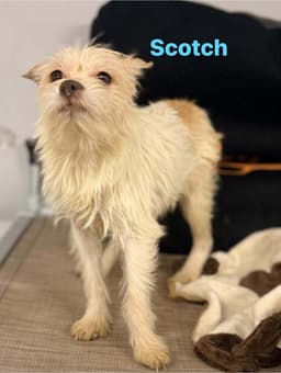 Scotch image 3