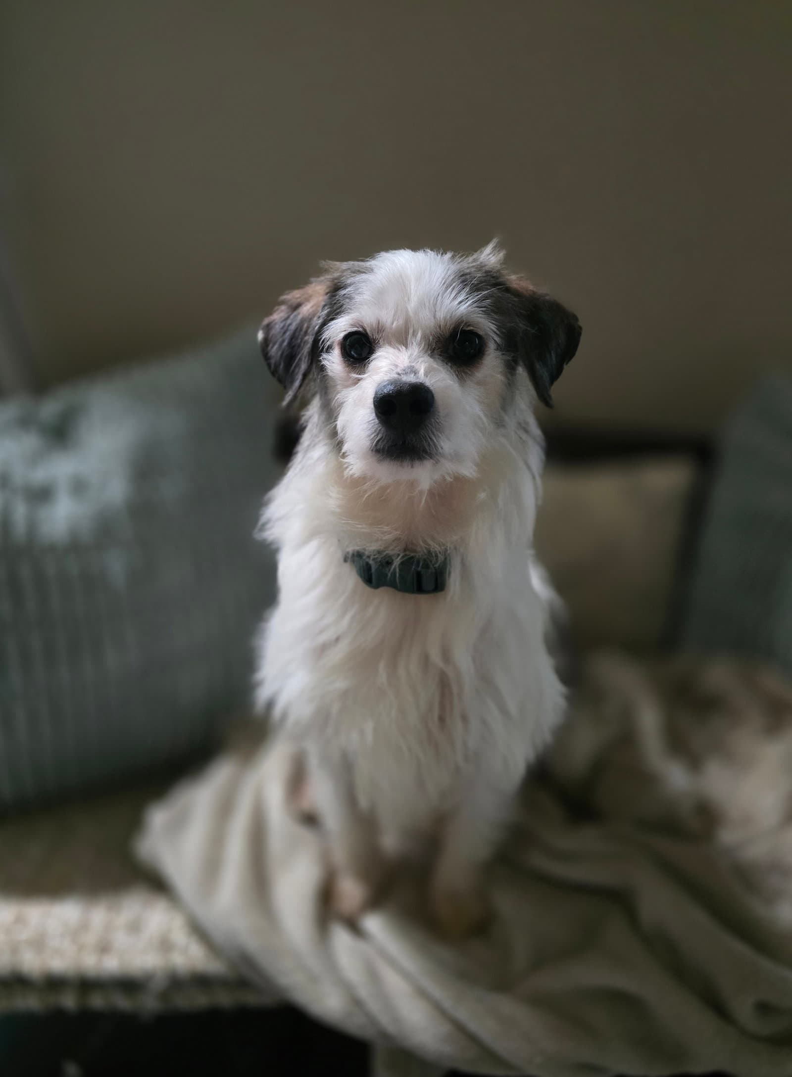 Bacardi - Terrier