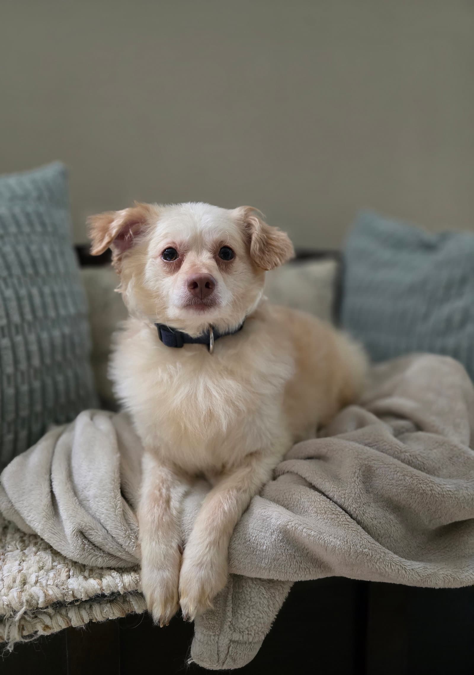 Benjamin - Pomeranian