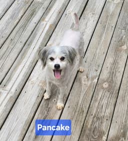 Pancake image 1