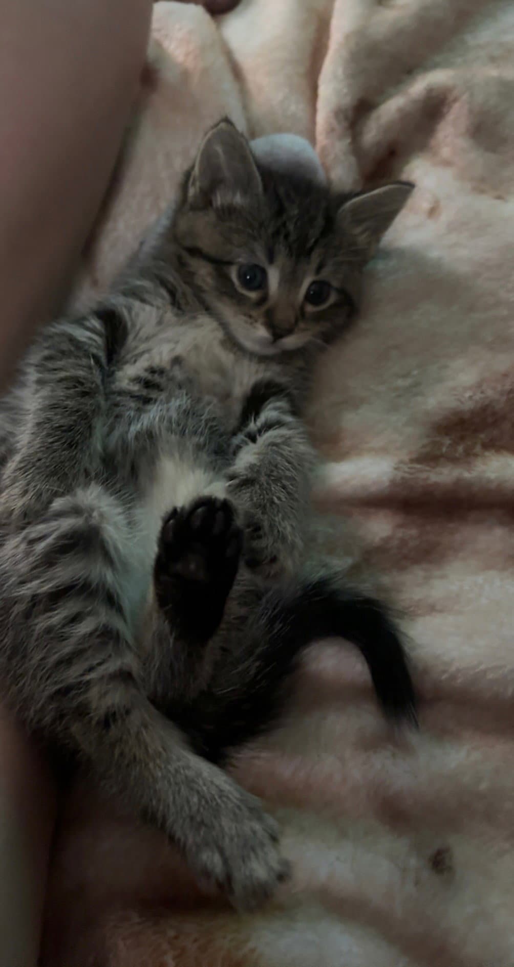 Willow - Domestic Medium Hair
