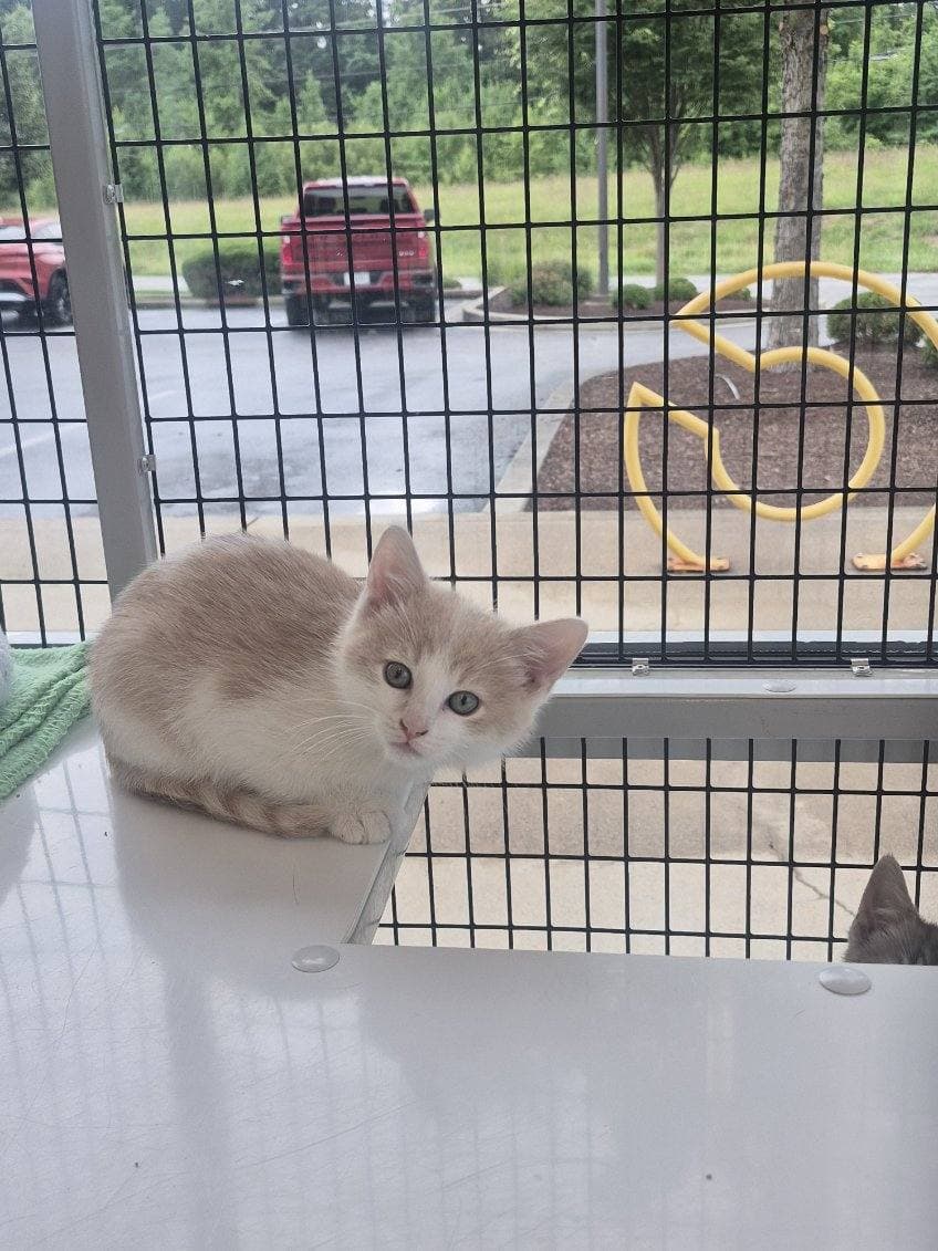 Yukon - Domestic Medium Hair