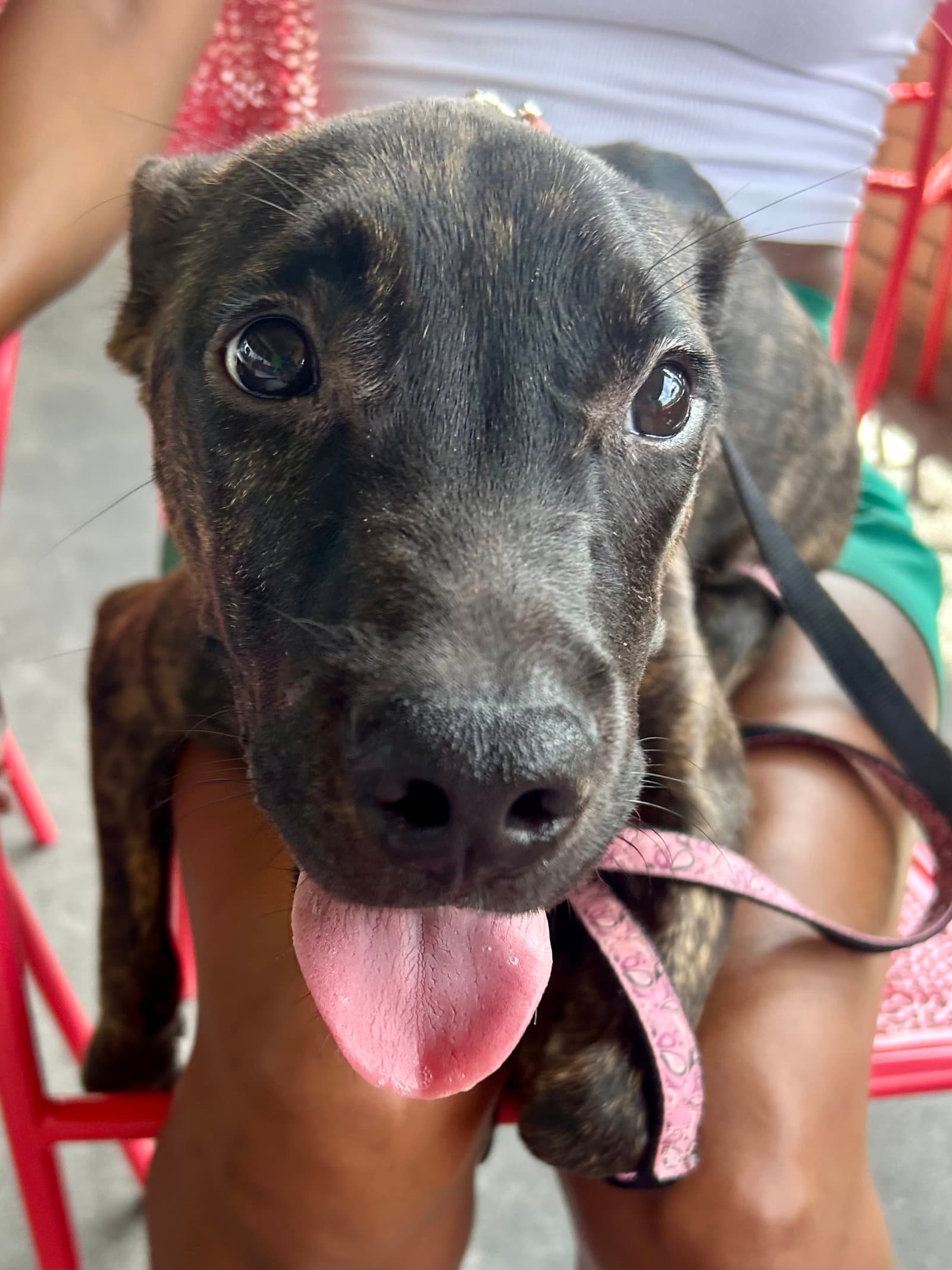 Zuri - Terrier