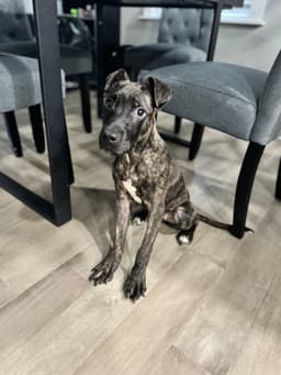 Zuri image 3