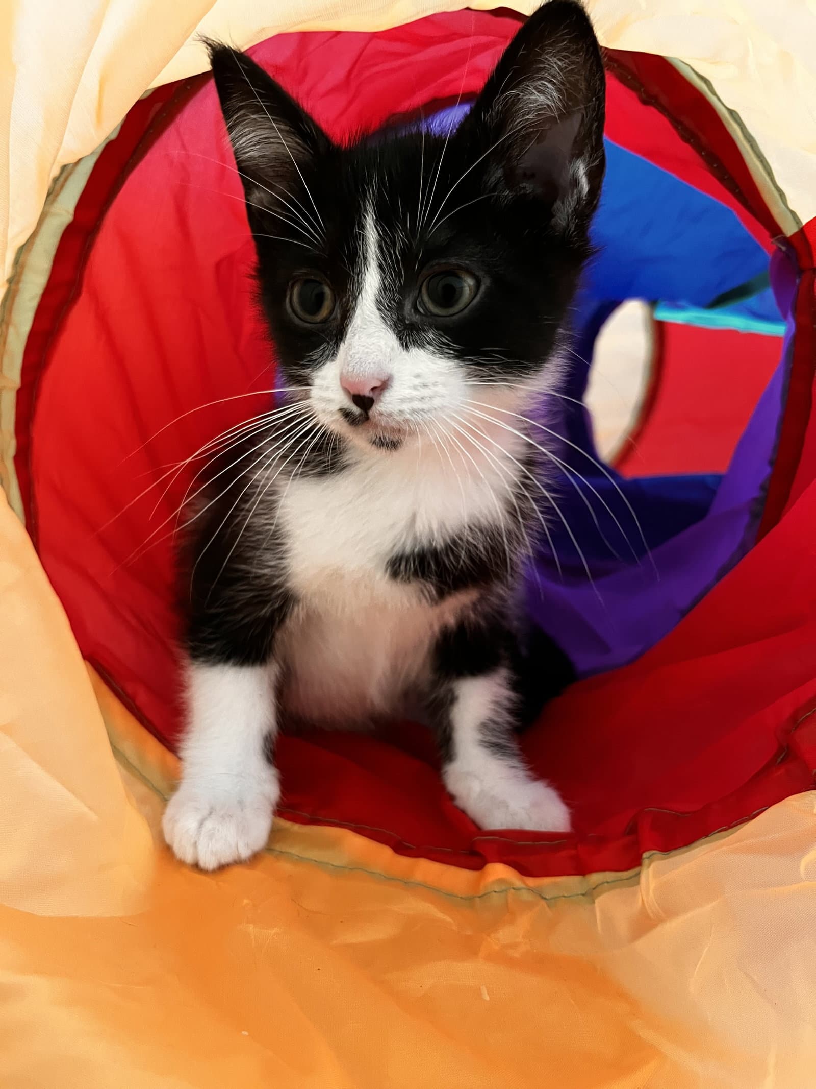 Goose - Domestic Medium Hair