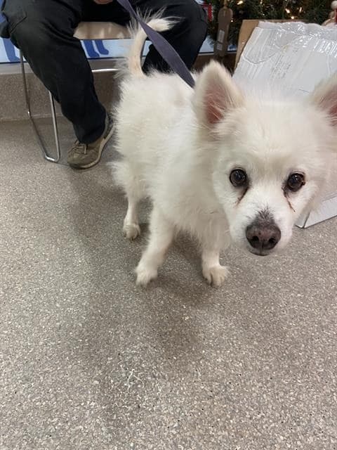 Auggie Of Fl Aka Alfredo - American Eskimo Dog
