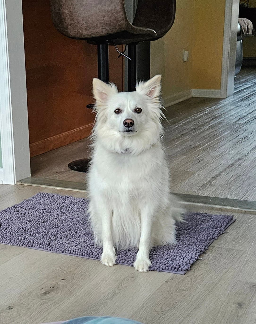 Diva Of Md - American Eskimo Dog