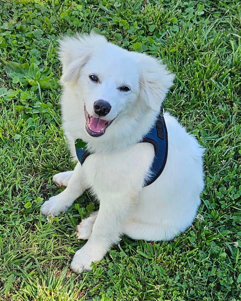 Wyatt Of Md - American Eskimo Dog
