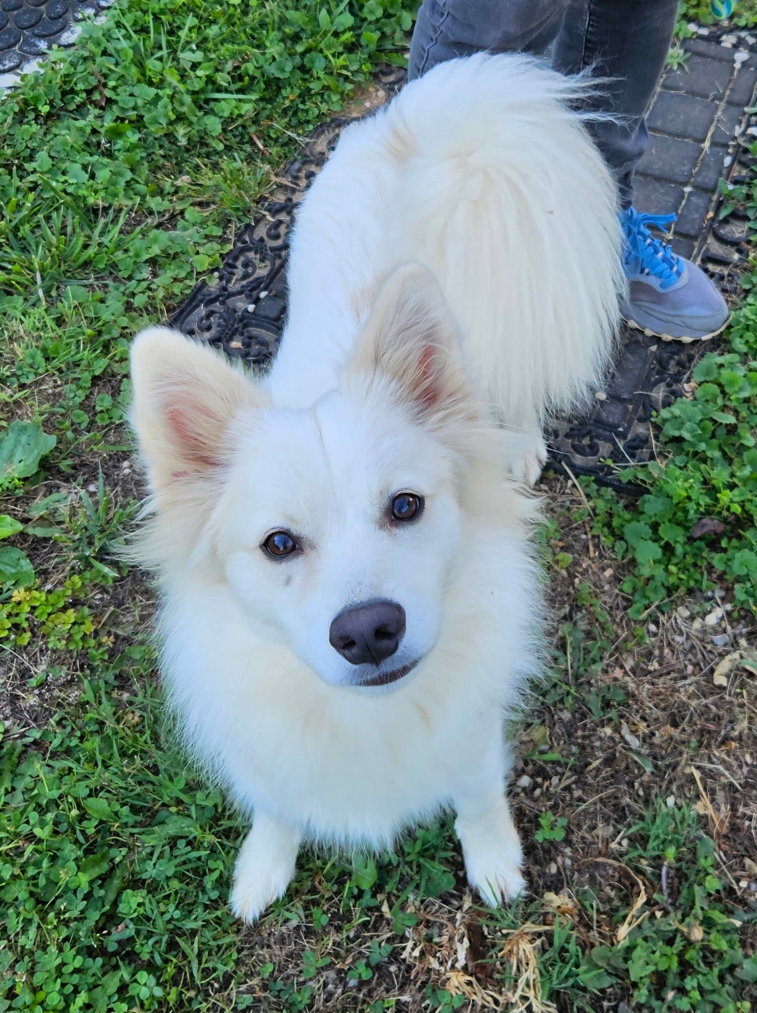 Whiskey Of Md - American Eskimo Dog
