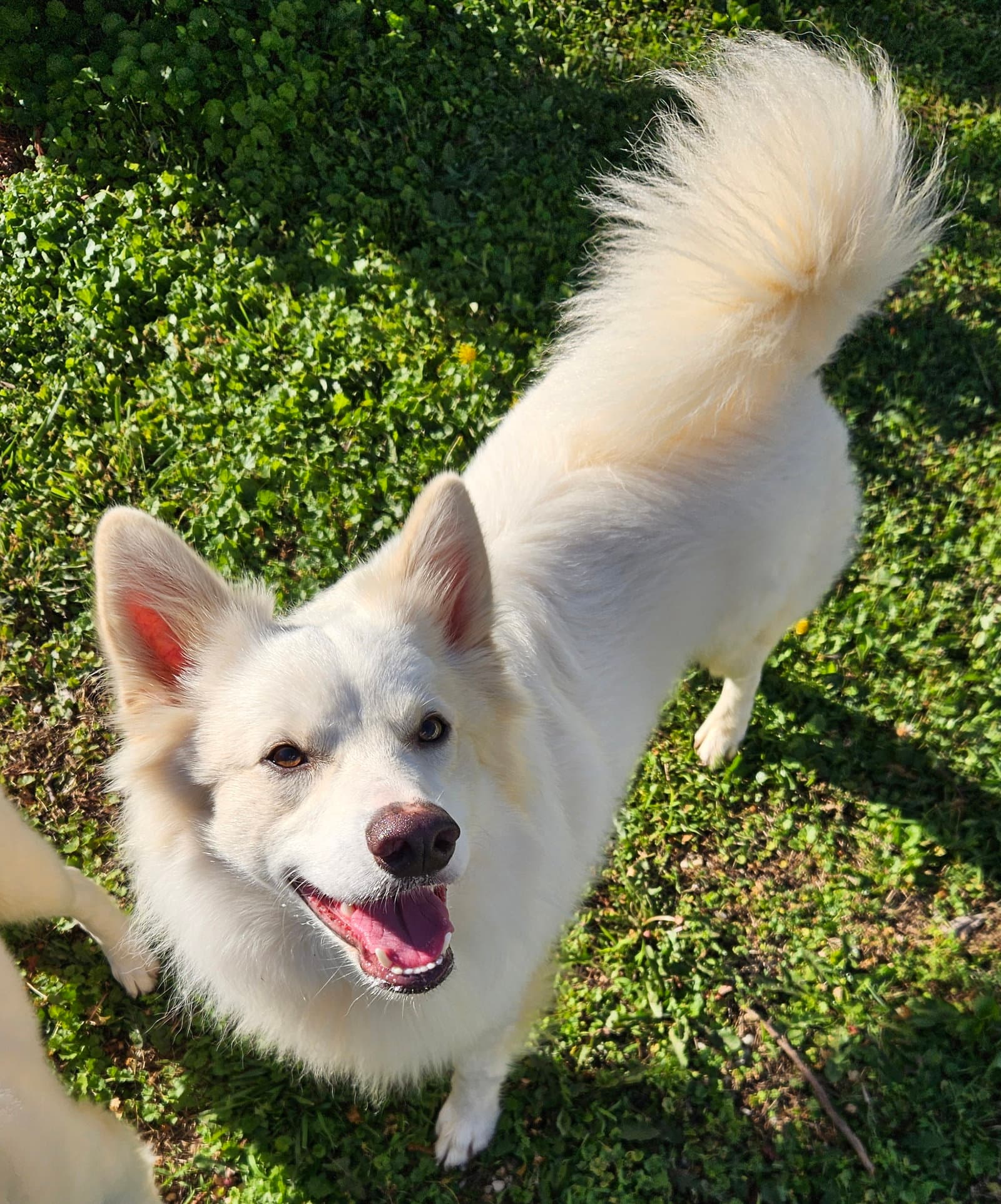 Tucker Of Md - American Eskimo Dog