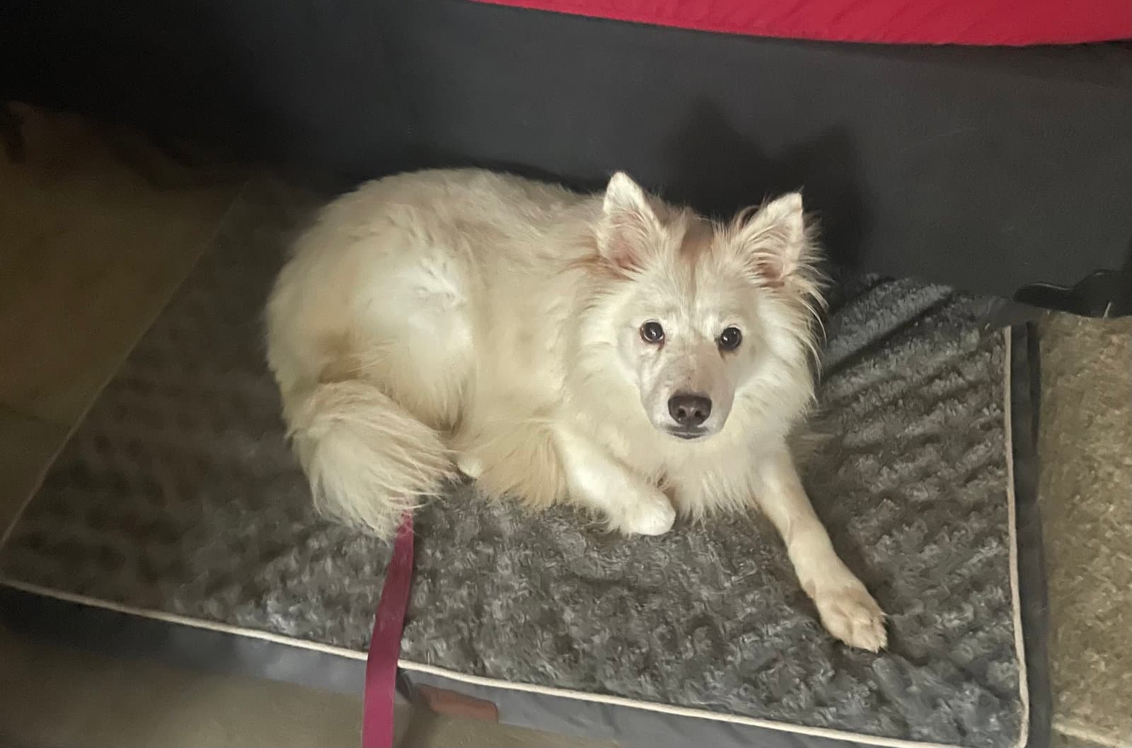 Snowie Of Crestview Fl - American Eskimo Dog