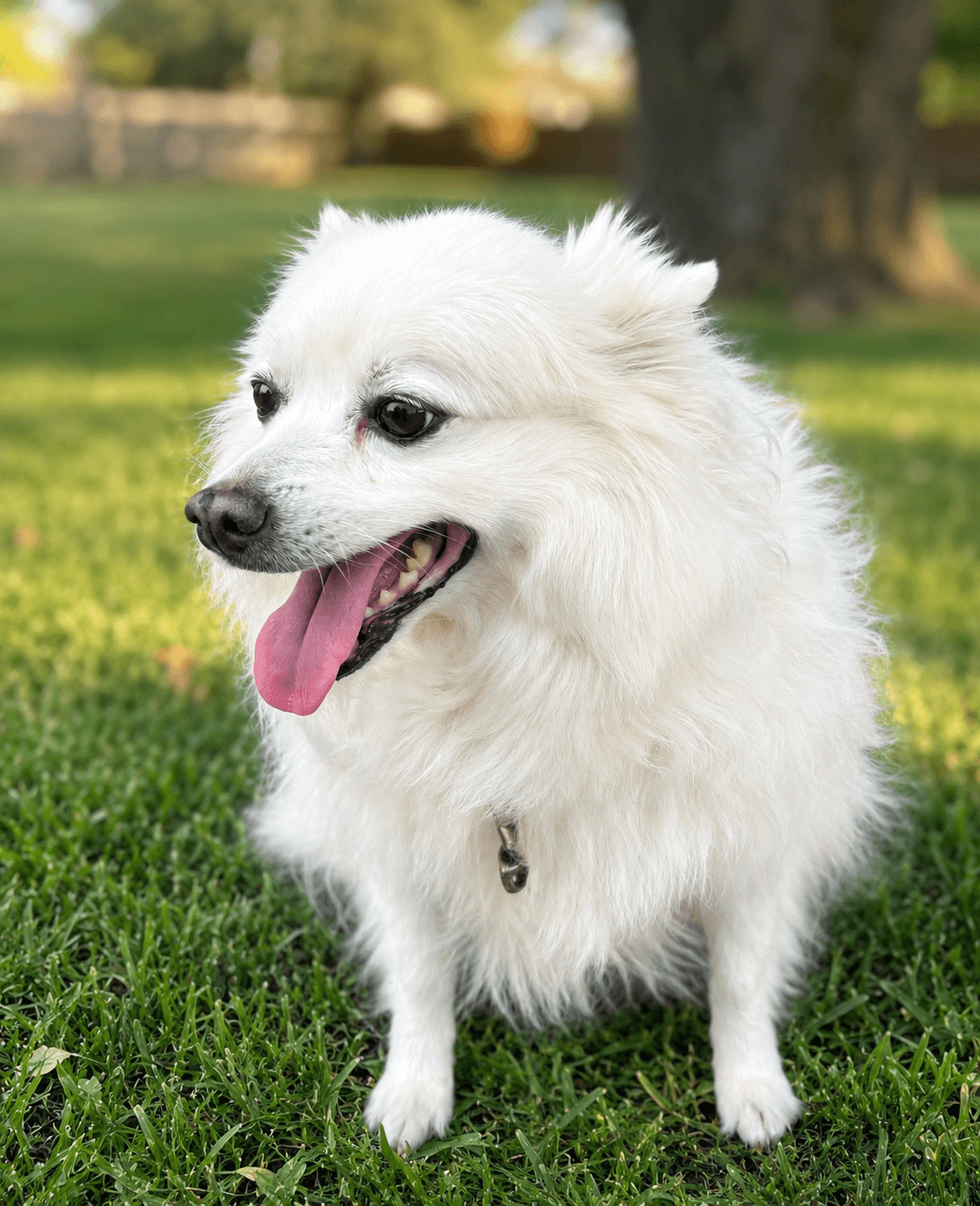 Manni Of Union City Ga - American Eskimo Dog