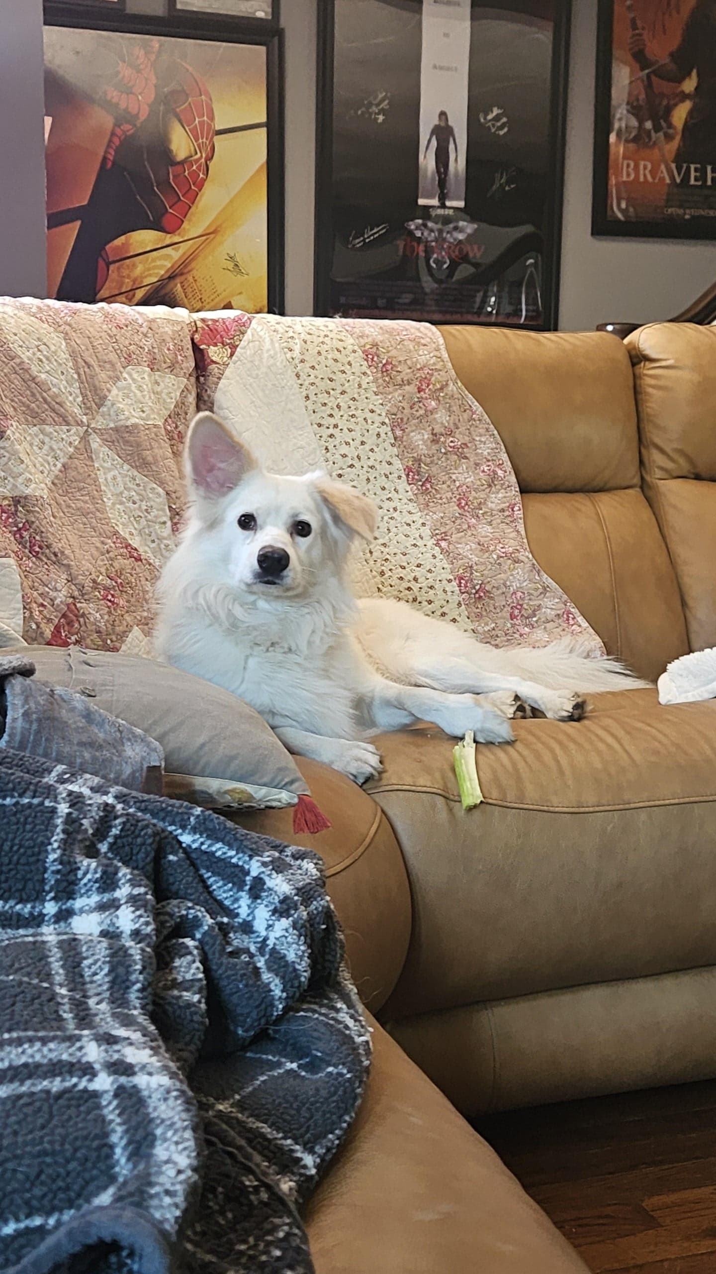 Rocco Of Cresent Pa - American Eskimo Dog