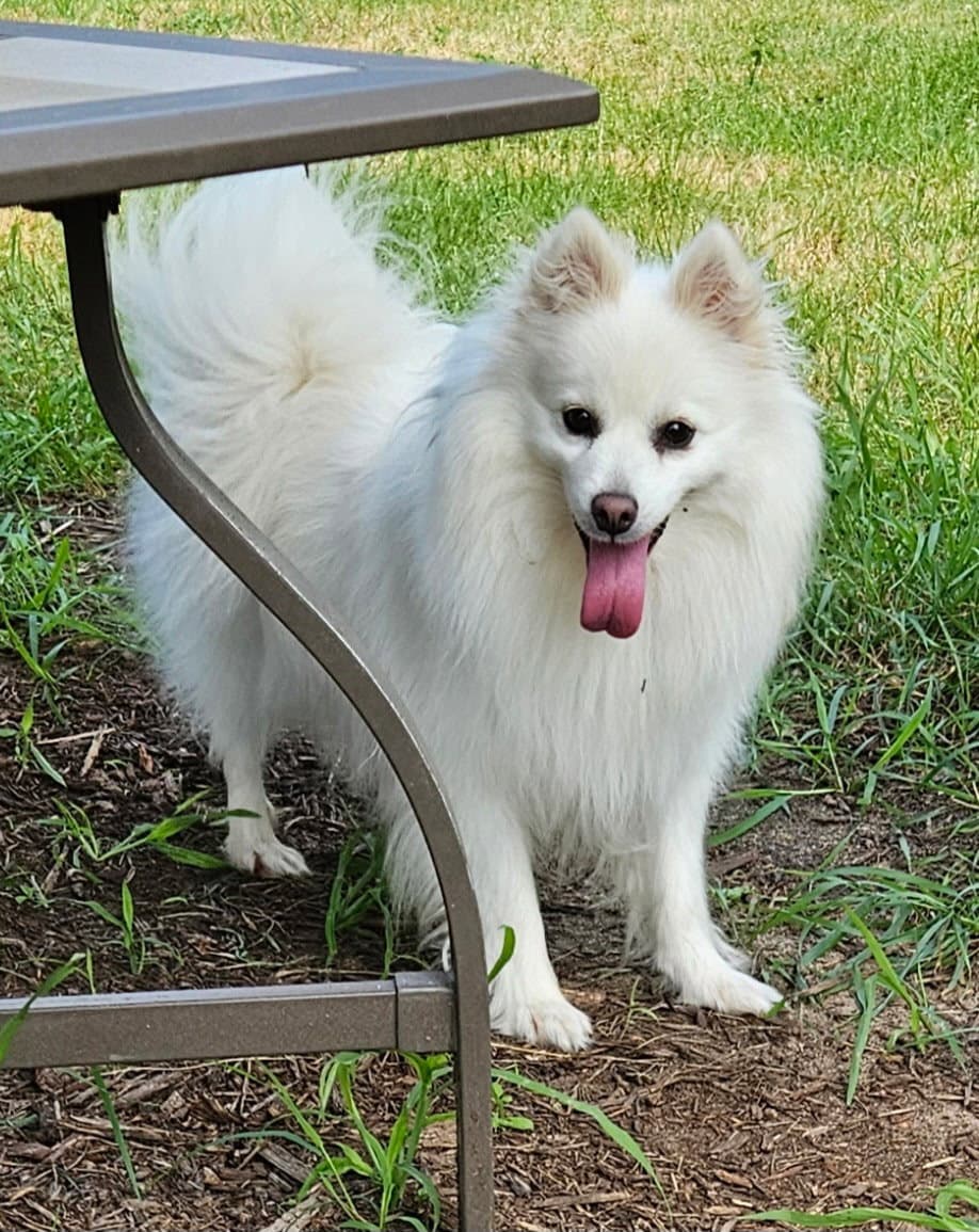 Meika Of Elk Mound Wi - American Eskimo Dog