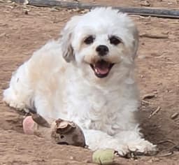 Lola - Read Bio Below image 1
