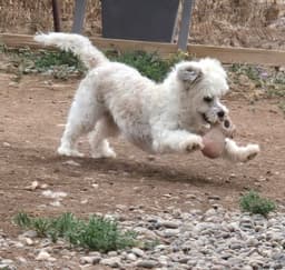 Lola - Read Bio Below image 2