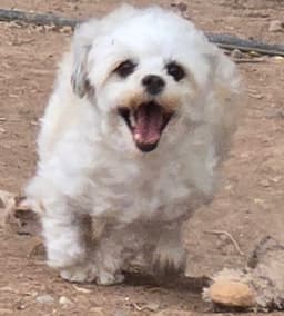 Lola - Read Bio Below image 4