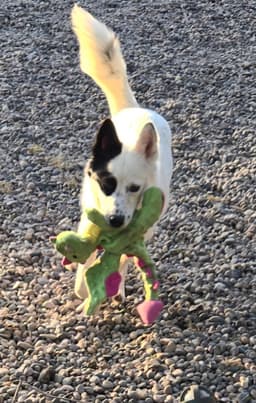 Bandit image 2